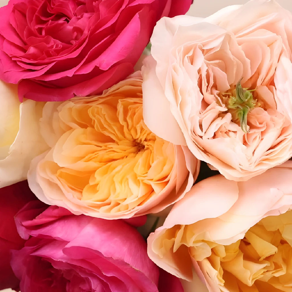 Premium Assorted David Austin Garden Roses - Fresh Cut Flowers for Weddings, Bouquets & Home Decor
