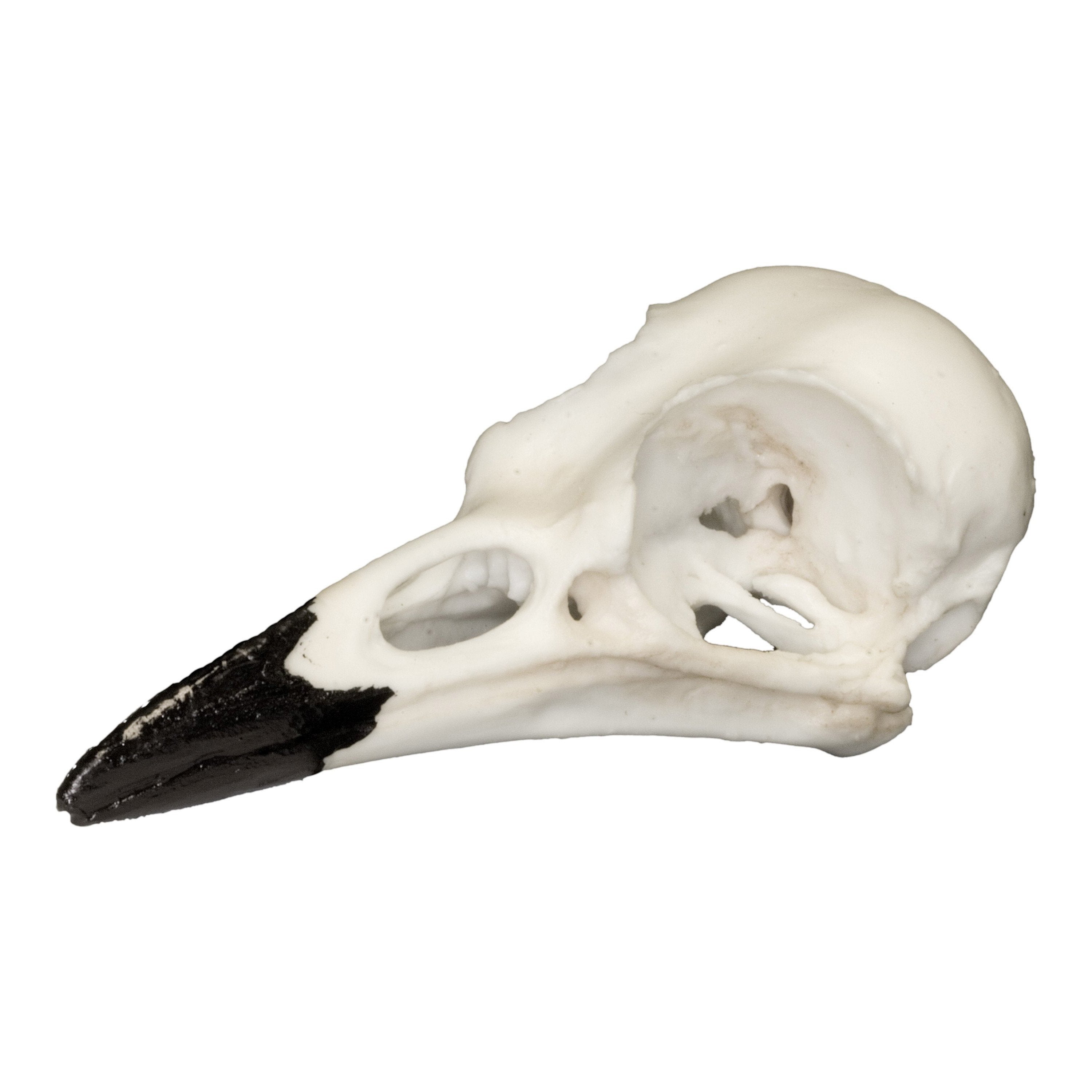 Authentic Blue Jay Skull Replica - Lifelike Bird Skull Model for Home Decor, Halloween Props, and Gothic Collections | Perfect for Taxidermy Displays, Science Education, and Dark Aesthetic Decor