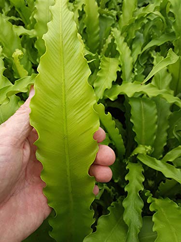 Japanese Bird's Nest Fern (Asplenium Nidus) - 3 Live House Plants in 4 Inch Pots - Easy Care Indoor Fern for Home & Office Decor - Perfect for Living Rooms, Bathrooms & Low Light Spaces