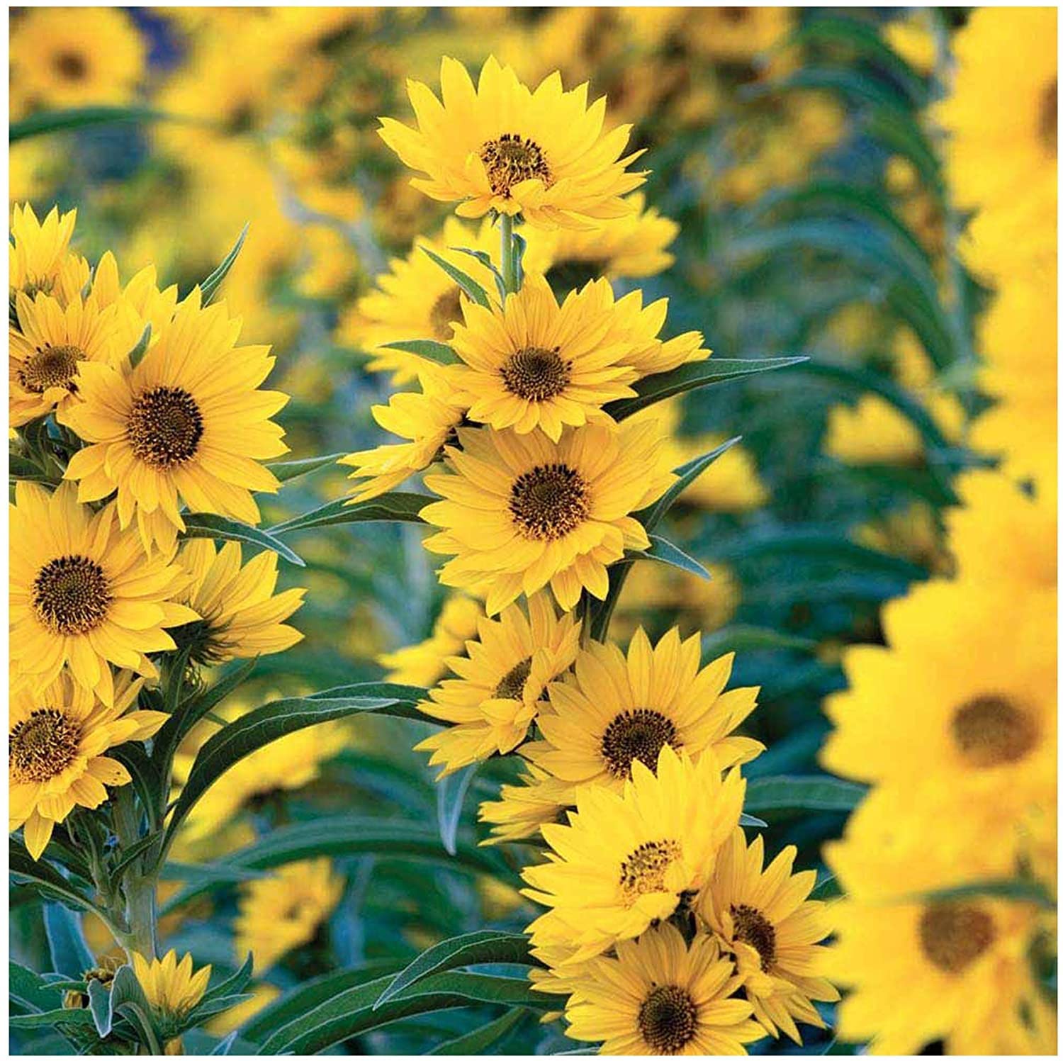 Maximilian Sunflower Seeds - Non-GMO Perennial Flowers Attract Butterflies & Finches, Grows Up to 8 Feet Tall - 50 Count by OrginBud - Perfect for Butterfly Gardens, Pollinator Habitats & Backyard Landscaping