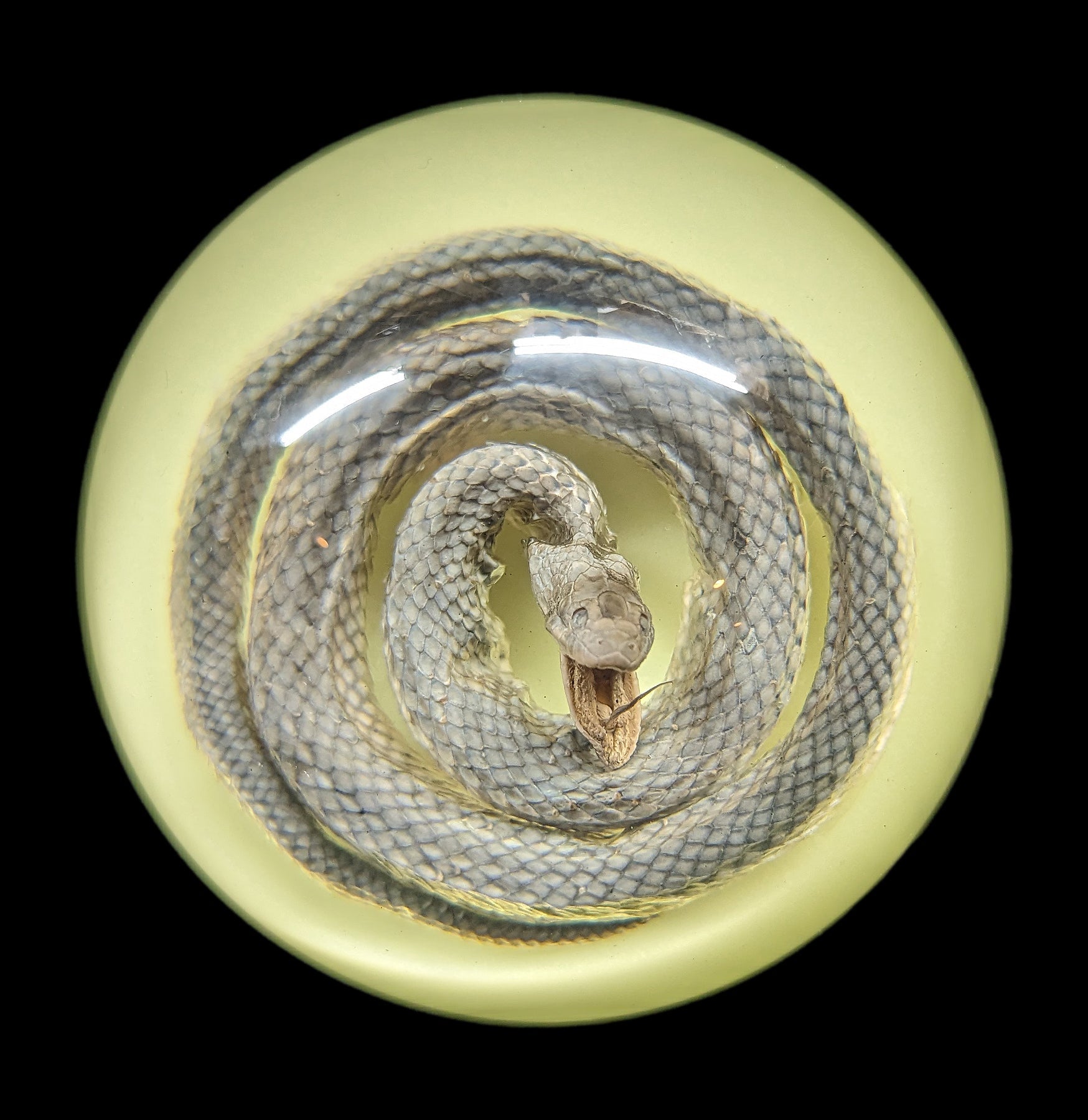 Glow in The Dark Snake Paperweight - Novelty Desk Accessory for Office, Home & Gifts - Perfect for Nighttime Use & Decoration