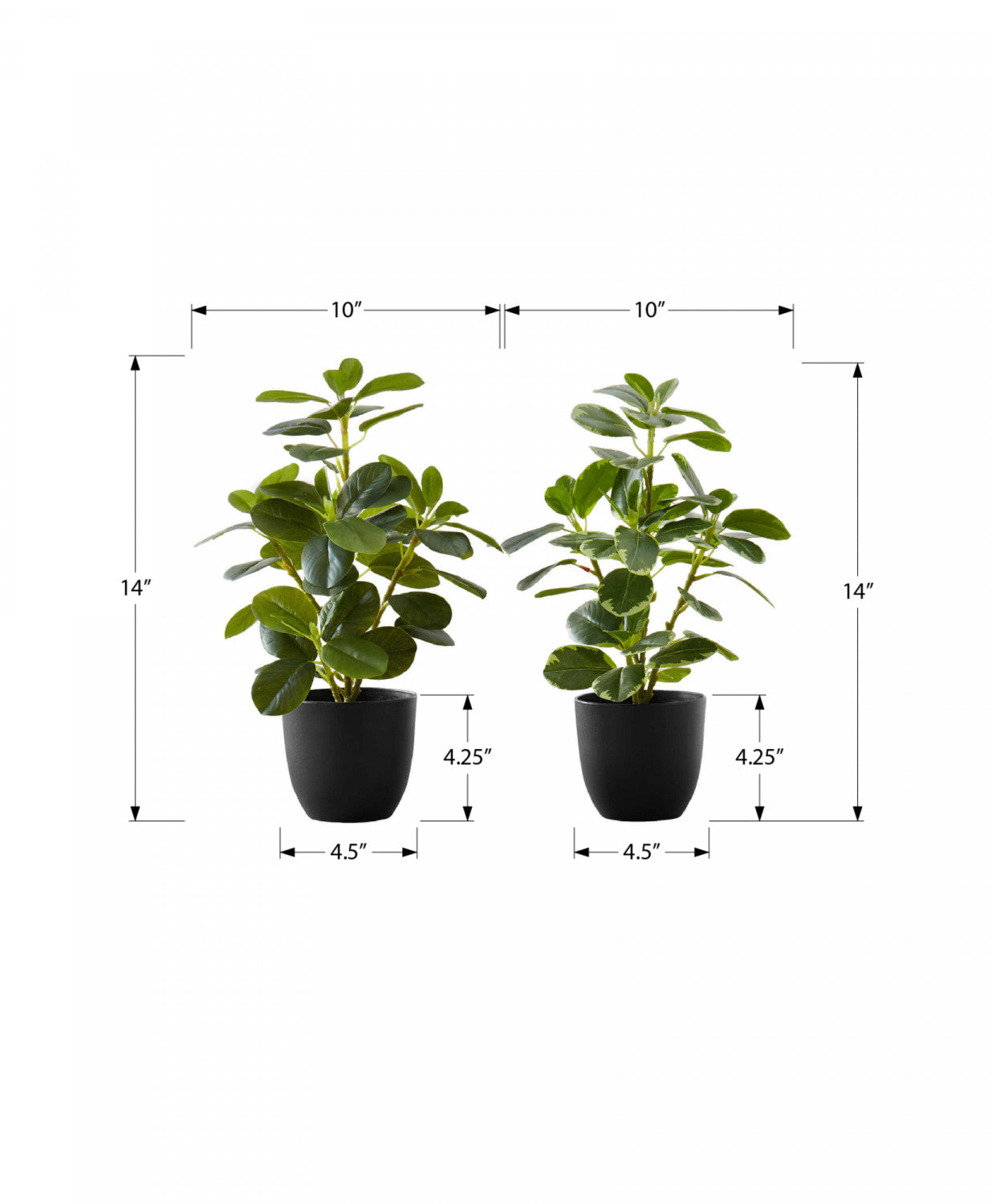 14 Inch Ficus Elastica Rubber Plant with 4 Inch Black Pot - Set of 2 Indoor House Plants for Home Office Decor, Living Room, Bedroom