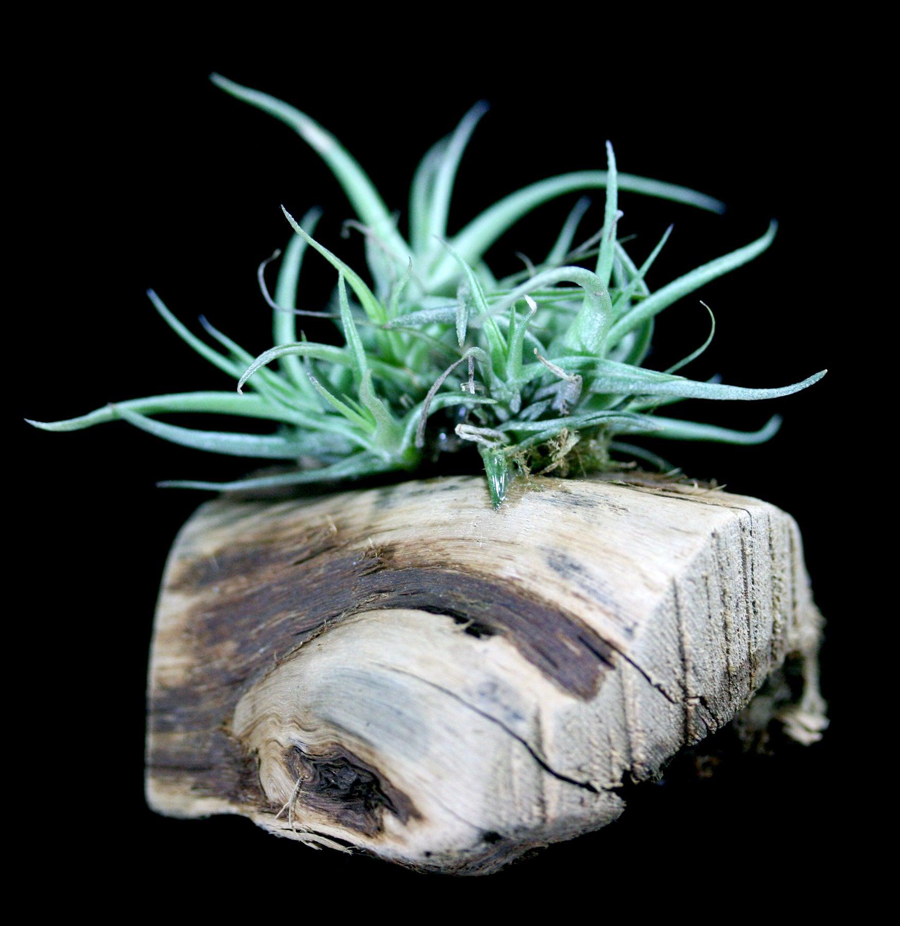 Mini Mounted Tillandsia Air Plants for Home & Office Decor - Perfect for Terrariums, Wall Art, and Desk Displays