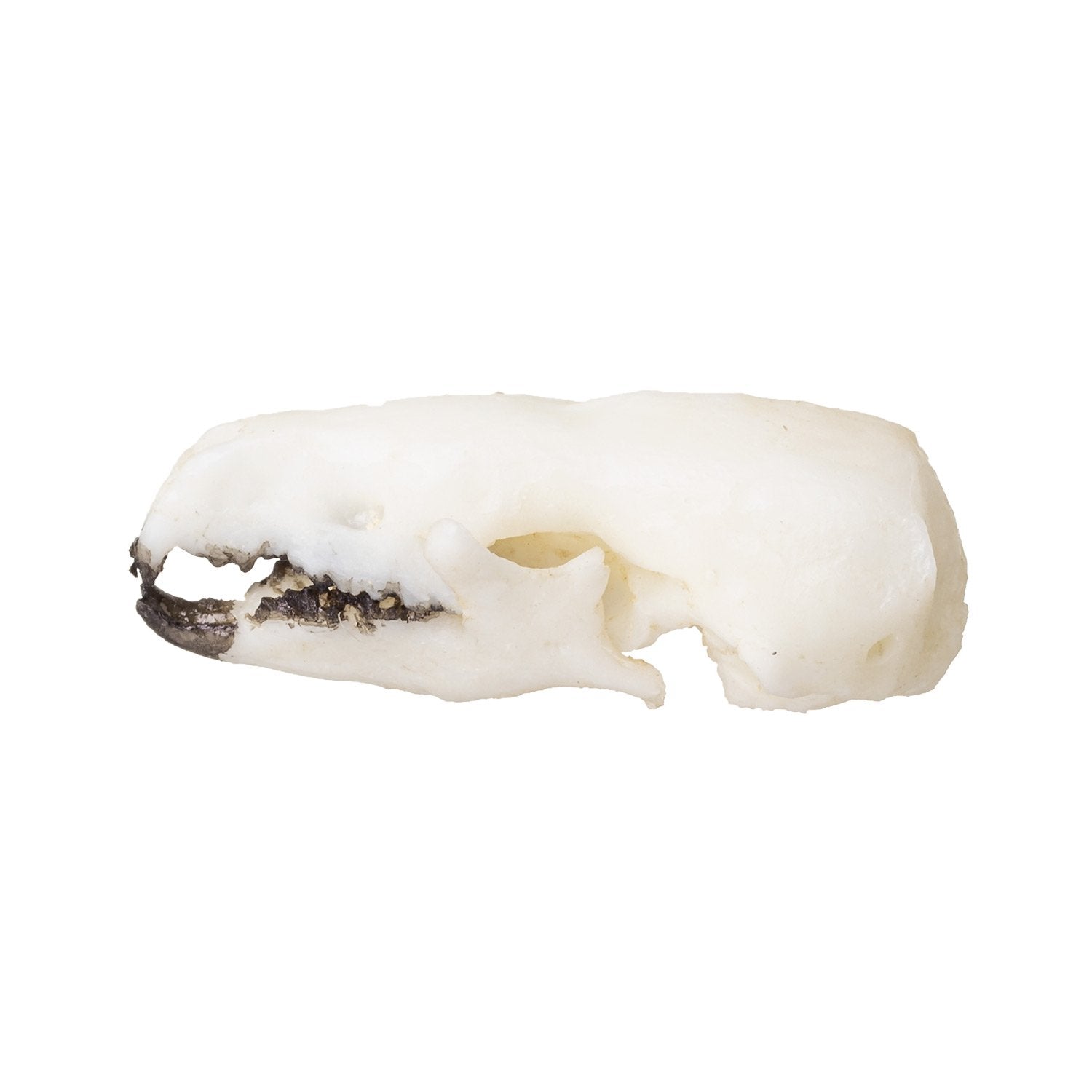 Authentic Replica Northern Short-Tailed Shrew Skull - High-Quality Scientific Specimen for Education, Research & Taxidermy - Perfect for Biology Classrooms, Nature Collections & Halloween Decor