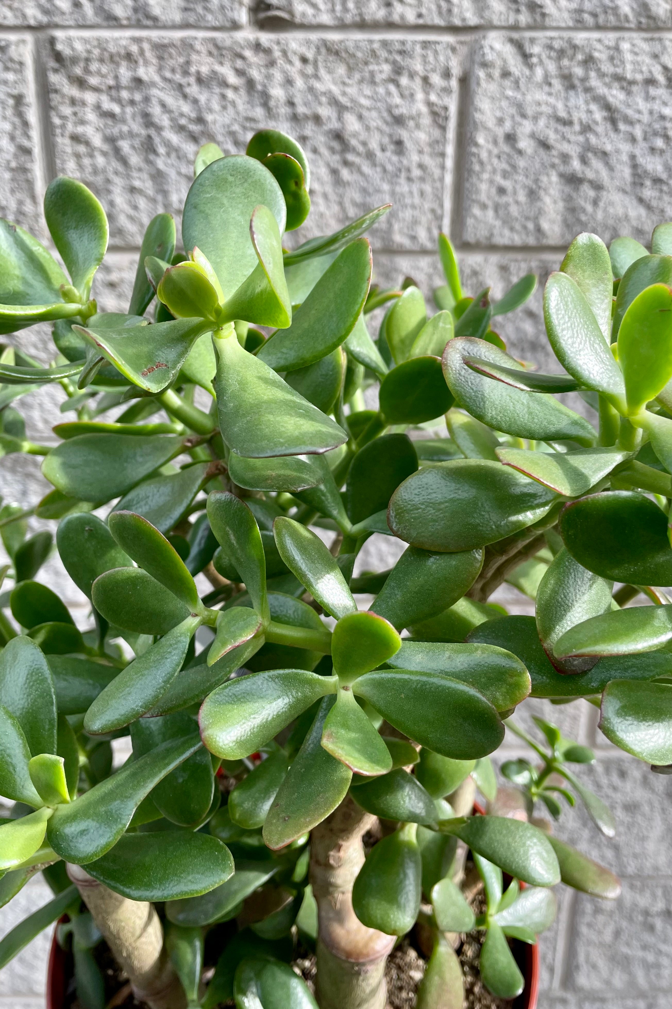 Crassula Ovata Jade Plant - 10 Inch Succulent for Home & Office Decor | Perfect for Indoor Gardening, Feng Shui, and Gift Giving