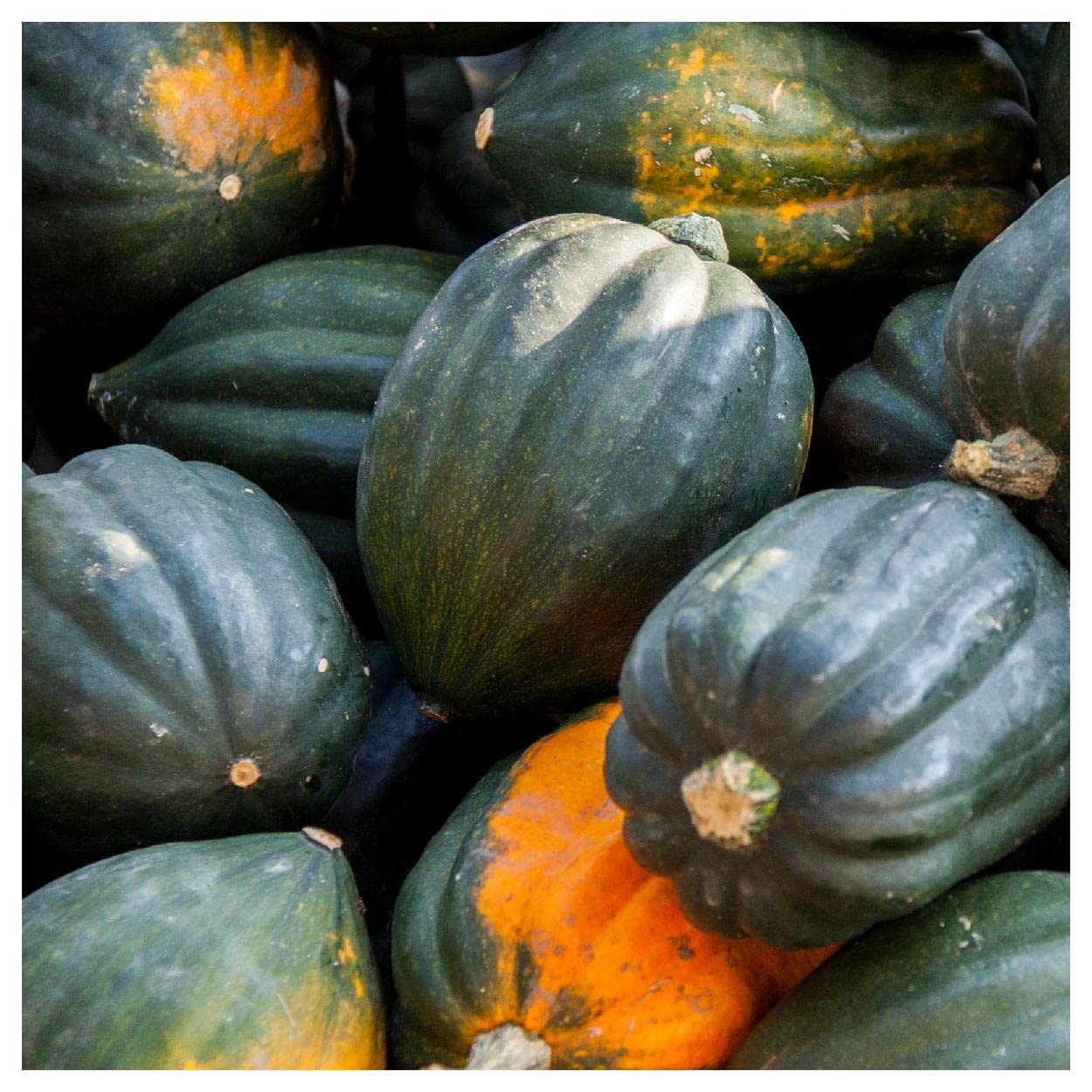 Organic Table Queen Acorn Winter Squash Seeds - 1 Lb Non-GMO Heirloom Seeds for Planting - Gold Vault Packet - Perfect for Home Garden, Fall Harvest & Seasonal Cooking
