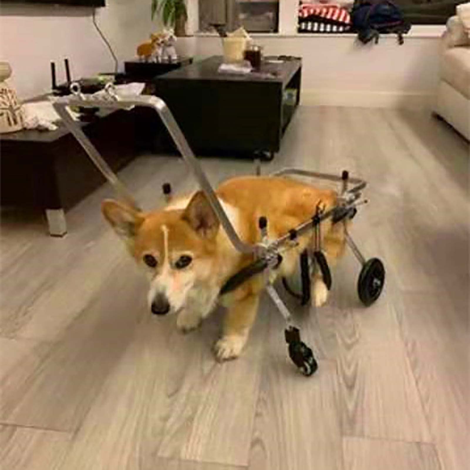 Pet Wheelchair for Disabled Dogs - Adjustable 4-Wheel Support for Front & Rear Limb Injuries - Mobility Aid for Paralyzed & Injured Pets - Ideal for Rehabilitation & Daily Use