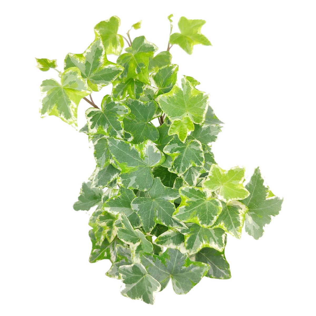 Golden English Ivy (4