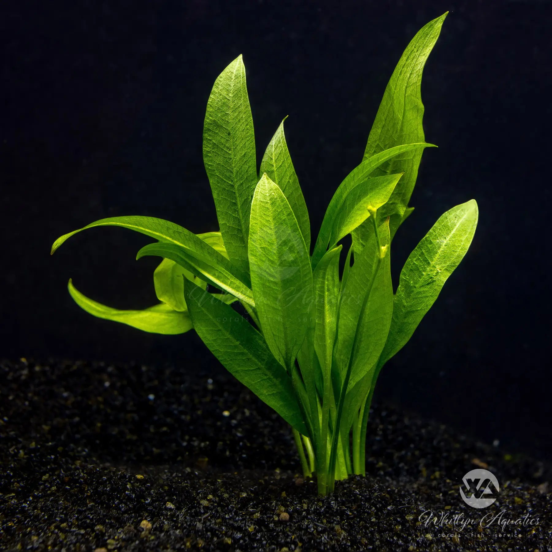 Amazon Sword Plant (Echinodorus amazonicus) - Live Aquatic Plant for Freshwater Aquariums | Perfect for Fish Tanks, Aquascaping & Natural Decor