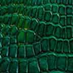Alligator Skin