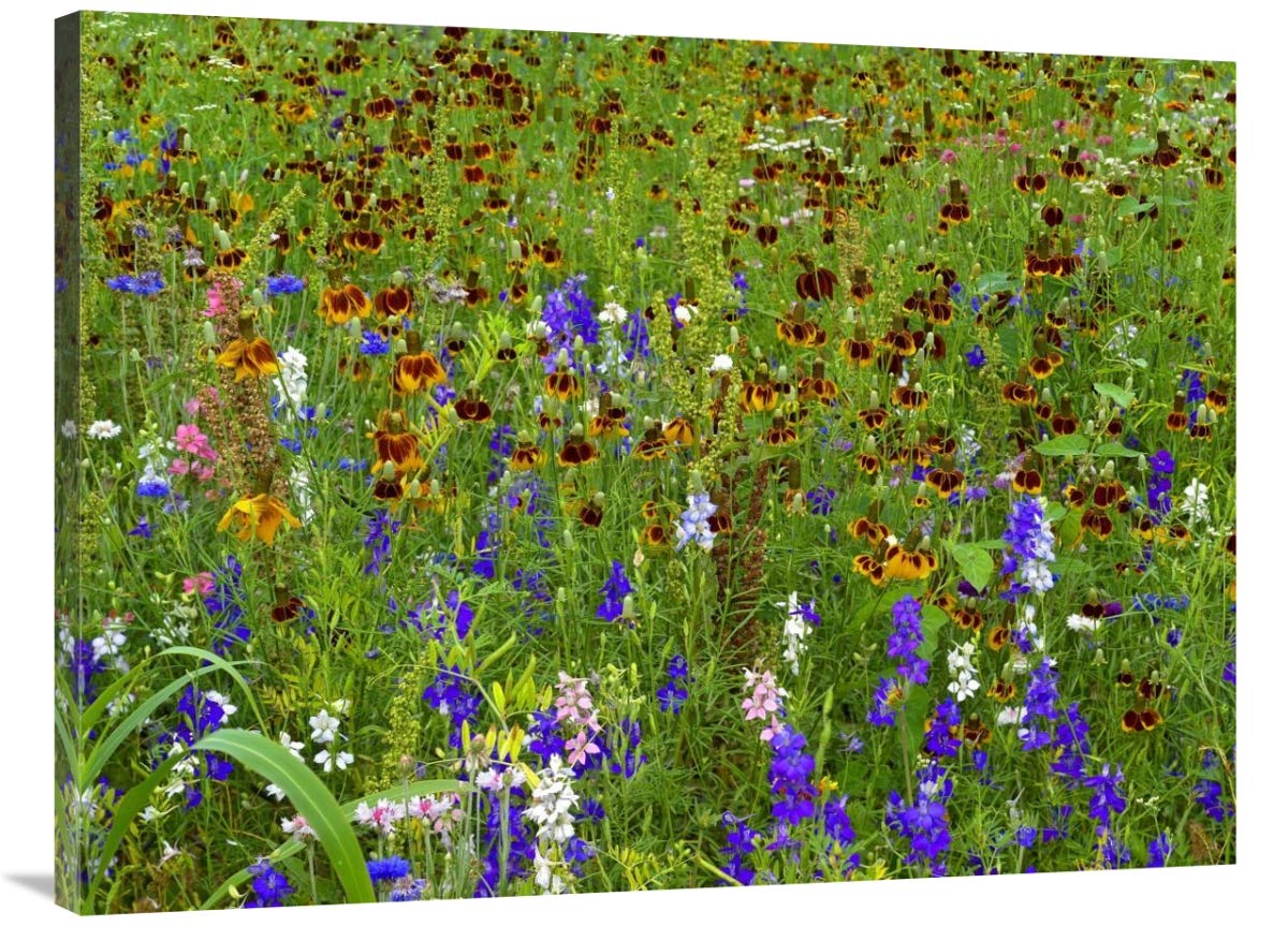 30 x 40 Inch Delphinium & Mexican Hat Flowers Meadow Art Print - North America Landscape Wall Decor by Tim Fitzharris - Perfect for Living Room, Bedroom & Office Decor