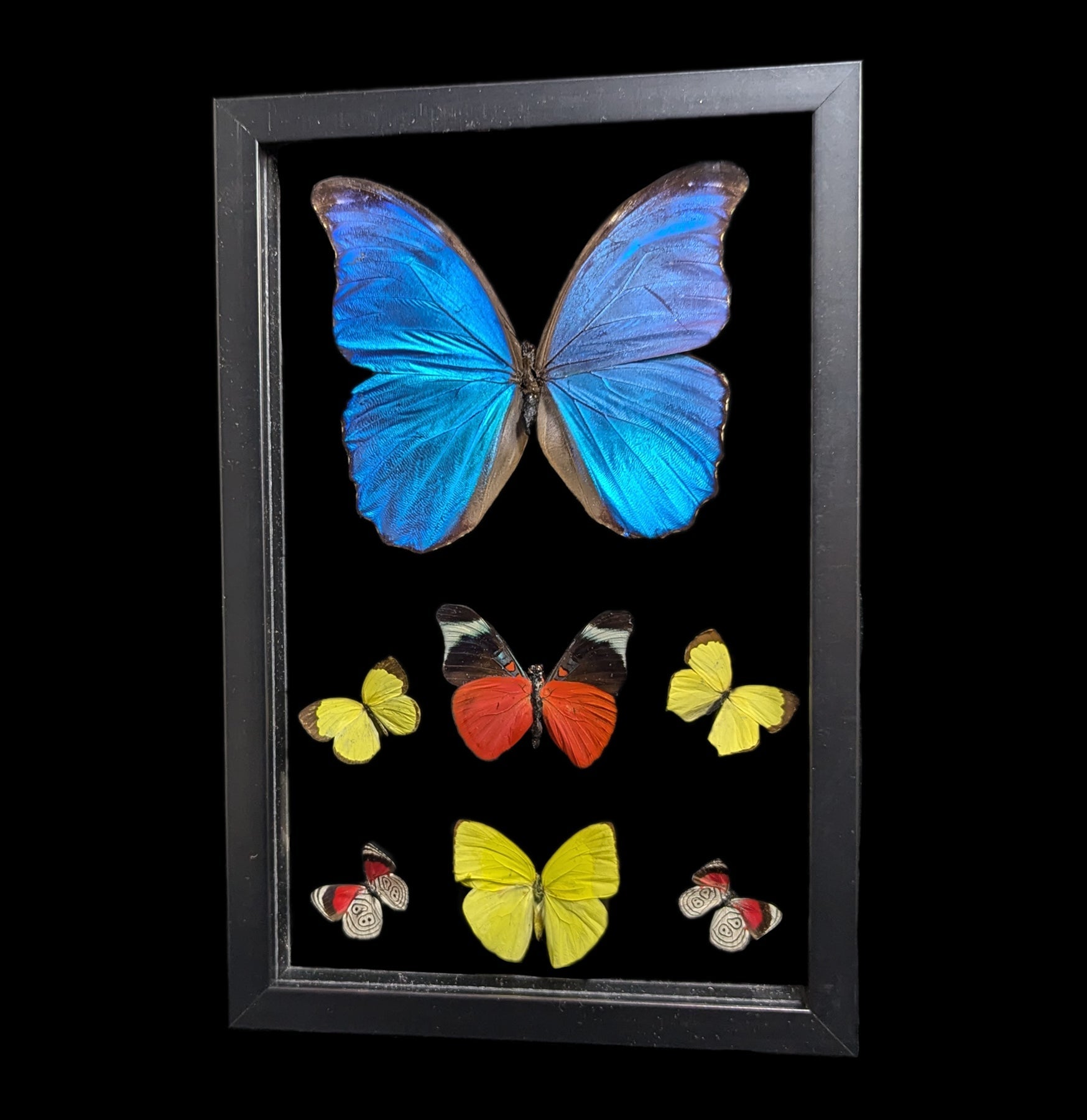 Double Glass Framed Morpho Butterfly Display with 6 Specimens - Perfect for Home Decor, Nature Lovers & Entomology Collections