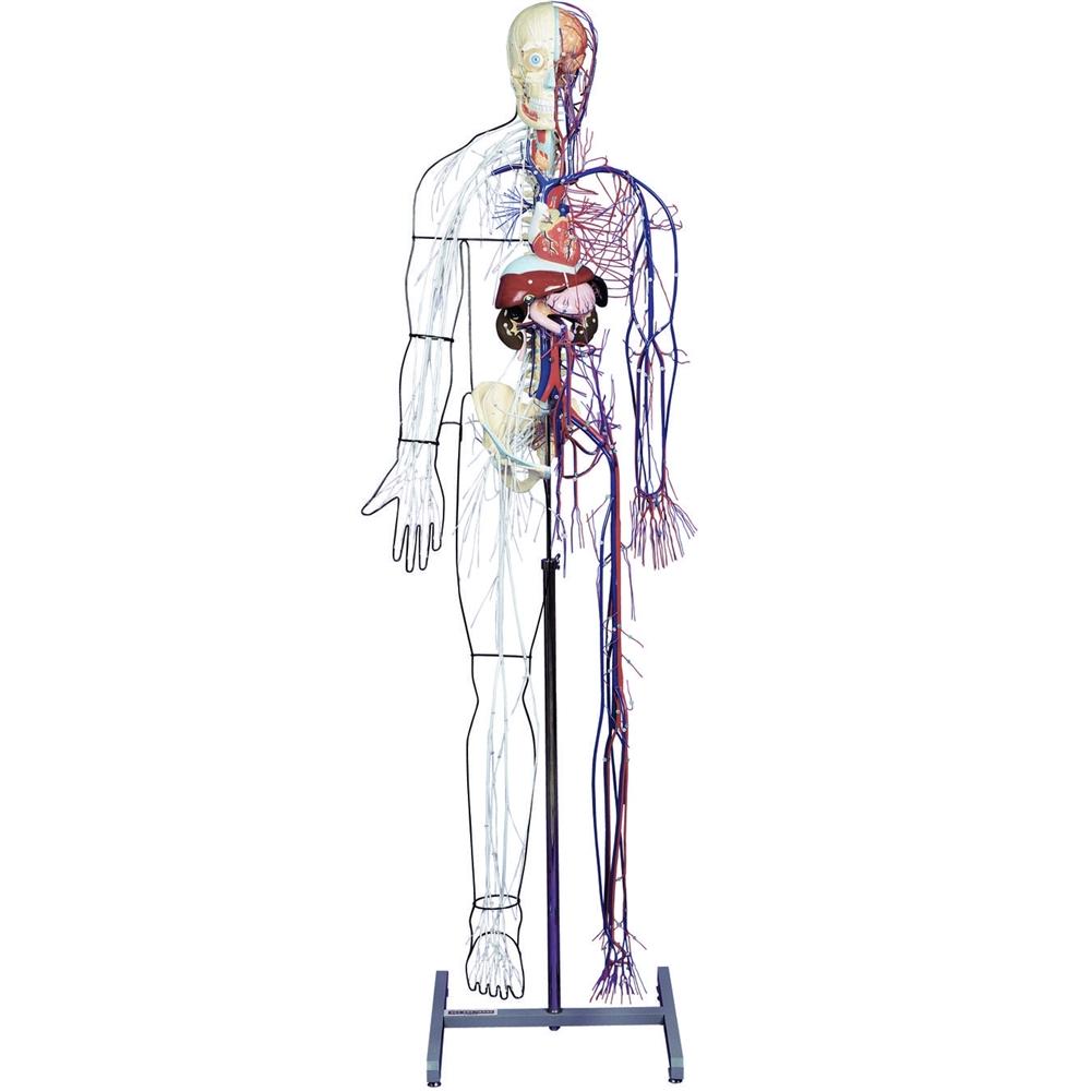 Human Anatomy Model - Full-Size Nervous & Circulatory System for Medical Students & Doctors | Perfect for Classroom Demonstrations & Healthcare Education