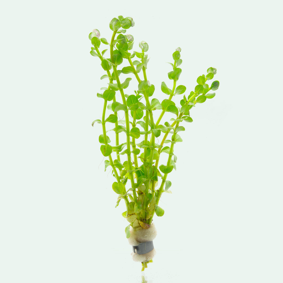 Rotala Mexicana Aquatic Plant for Freshwater Aquariums - Perfect for Aquascaping, Fish Tanks & Planted Aquariums