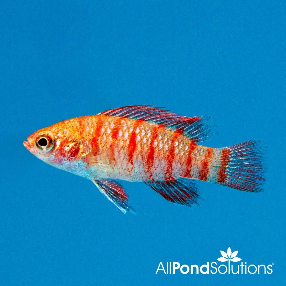 Scarlet Badis (Badis bengalensis) - Colorful Nano Fish for Freshwater Aquariums | Perfect for Planted Tanks & Nano Aquascapes