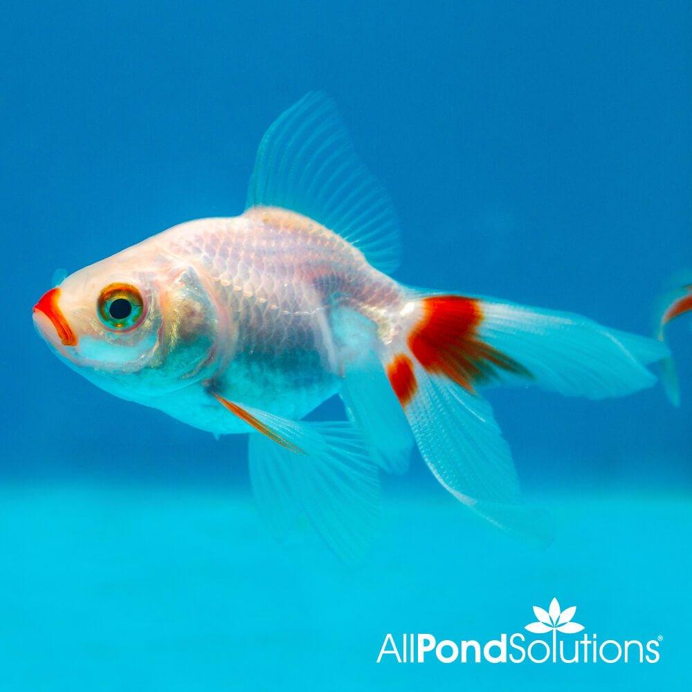 Vibrant Red and White Fantail Goldfish - Premium Live Aquarium Fish for Home & Office Tanks | Perfect for Beginners & Fish Enthusiasts