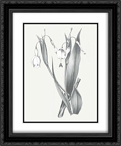 Wild Apple Portfolio 15x17 Black Ornate Framed Double Matted Museum Art Print - Neutral Botanical II Wall Decor for Living Room, Bedroom & Office