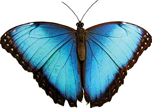 Electric Blue Butterfly Wall Decal Stickers - Removable Vinyl Wall Art for Kids Room, Nursery, Bedroom Decor - Perfect for Home, Office, and Party Decorations