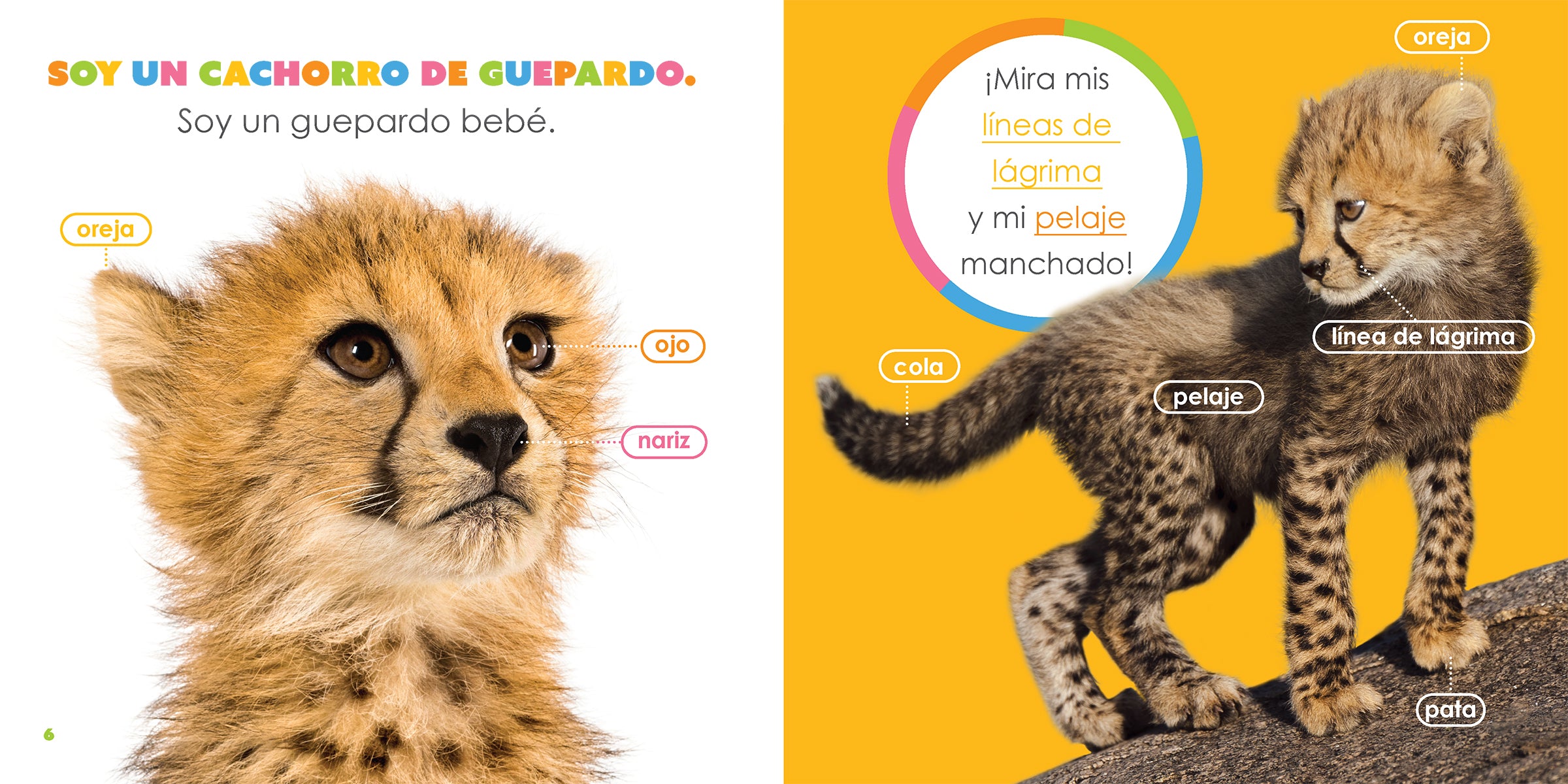 Cheetah Baby Book 9781640264502 - Fun & Educational Animal Story for Toddlers & Preschoolers | Perfect for Bedtime Reading & Early Learning