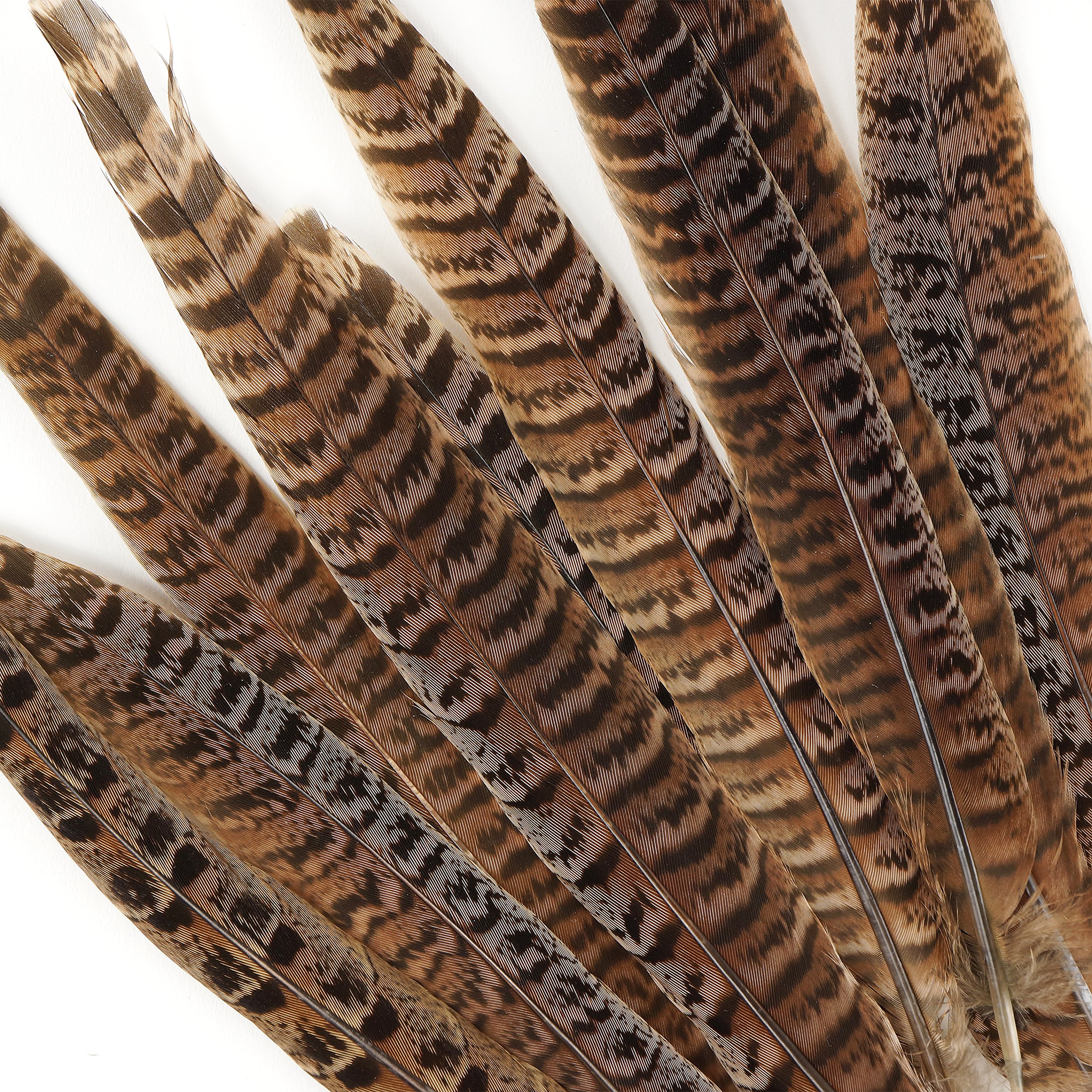ZUCKER™ Natural Female Ringneck Pheasant Tail Feathers 8-10 Inch - for Fly Tying, Crafts, Jewelry Making & Home Decor