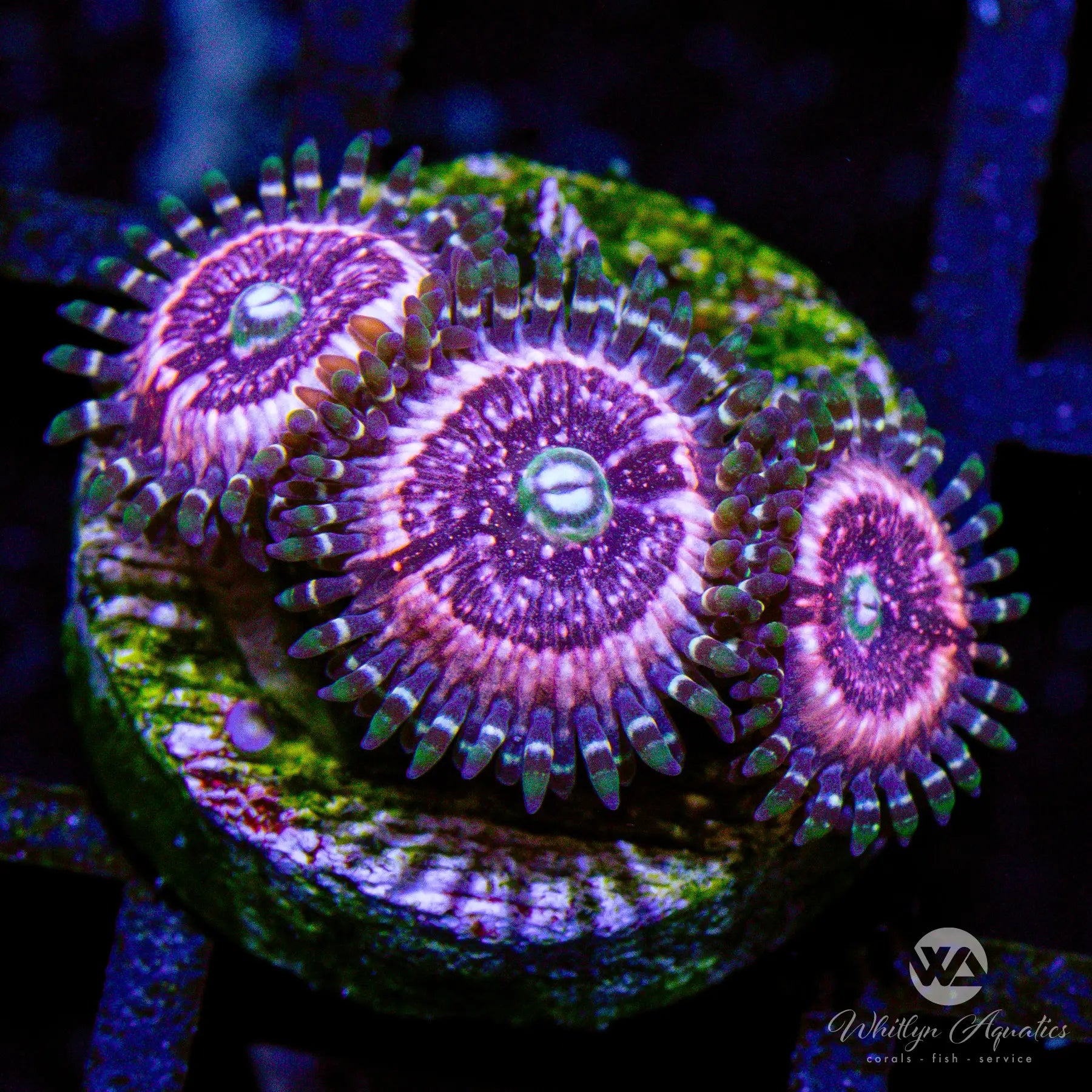 P2 Pink Zipper Zoa WYSIWYG Coral - Premium Live Saltwater Aquarium Coral for Reef Tanks - Perfect for Nano Tanks, Coral Frag Racks & Marine Aquascaping