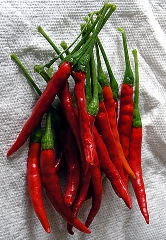 Seed Kingdom 1 Oz Chili De Arbol Pepper Seeds - Hot Heirloom Vegetable for Cooking, Salsa & Home Gardening | Spicy Mexican Cuisine & Organic Garden Planting