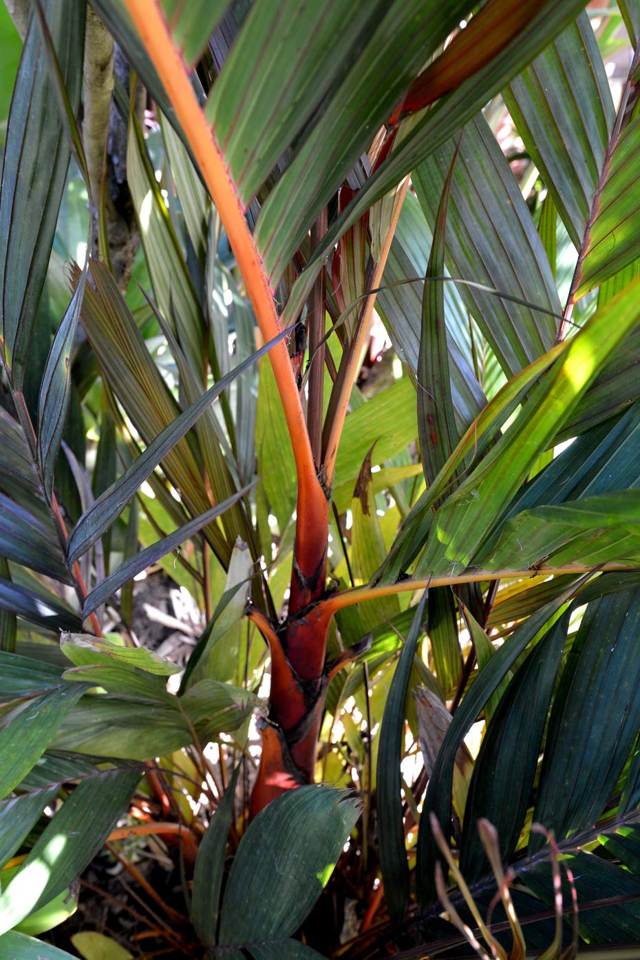 Orange Crownshaft Palm Tree (Areca Vestiaria) - 5 Live Plants in 4 Inch Pots - Rare Florida Ornamental Palms for Tropical Landscaping, Indoor Decor & Garden Centerpiece