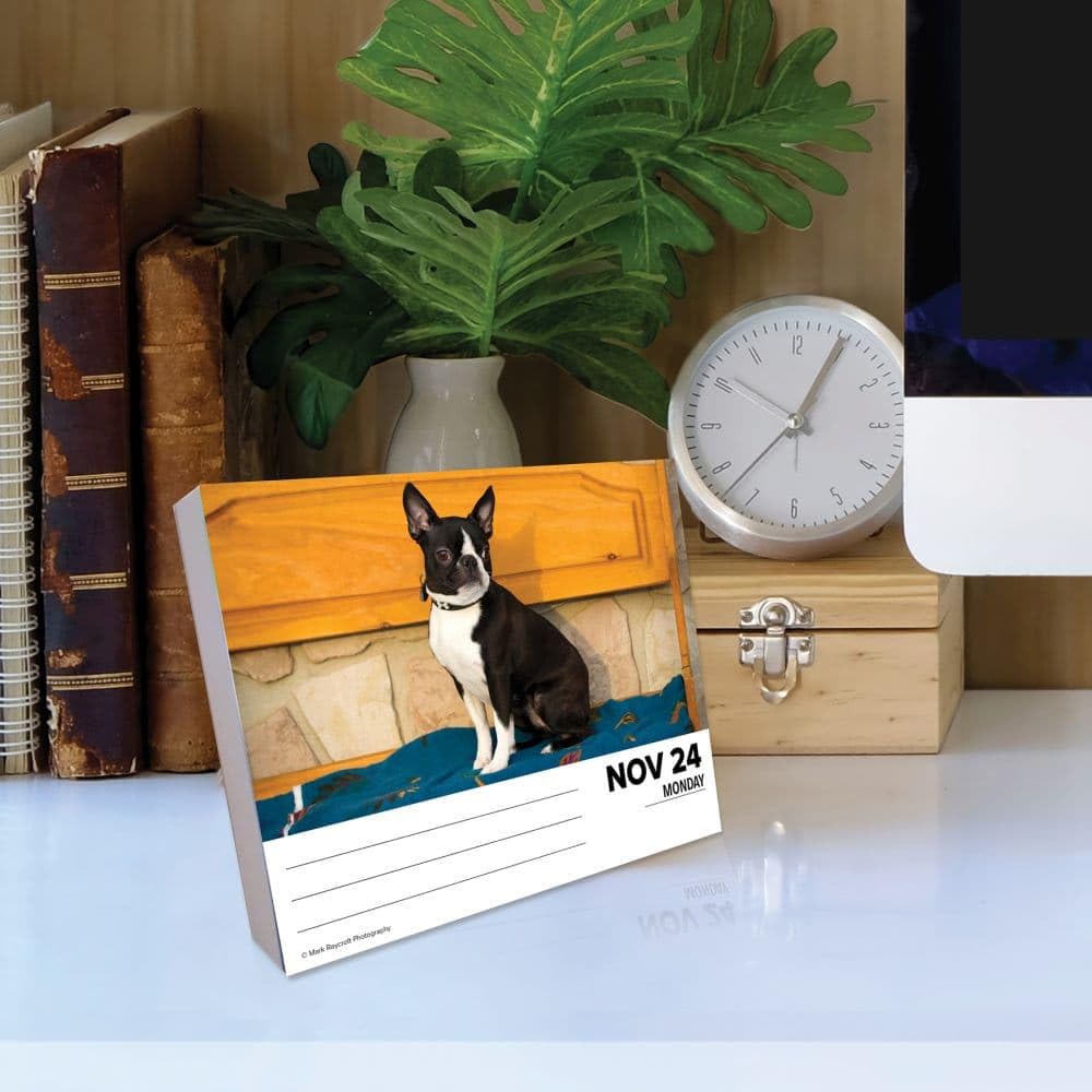 Willow Creek Press 2025 Boston Terriers Desk Calendar | Cute Dog Lover Gift | Office, Home & School Organization Planner