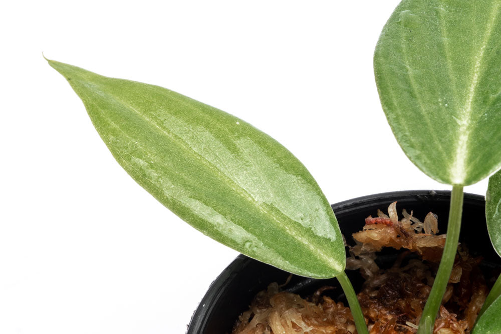 Philodendron Gigas Bare Root Plant - Rare Tropical Houseplant for Indoor Decor & Gardening | Perfect for Home, Office, or Greenhouse