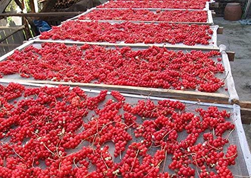 Premium Schisandra Chinensis Berry - 100% Natural Dried Loose Fruit, 64oz (4lbs) - Organic Chinese Magnolia Vine for Energy Boost, Stress Relief & Liver Support - Perfect for Tea, Smoothies & Herbal Remedies