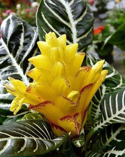 Snow White Zebra Plant (Aphelandra Squarrosa) - Rare Tropical Houseplant in 4 Inch Pot - Perfect for Home Decor, Office & Indoor Gardening Gifts