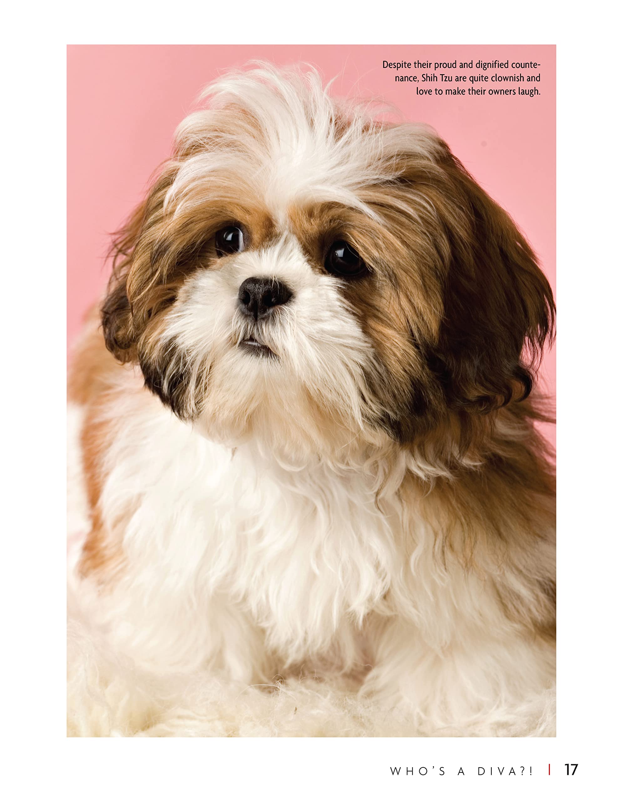 Shih Tzu Dog Breed Guide - Smart Owner's Companion Book for Training & Care | Perfect for New Pet Owners & Dog Lovers