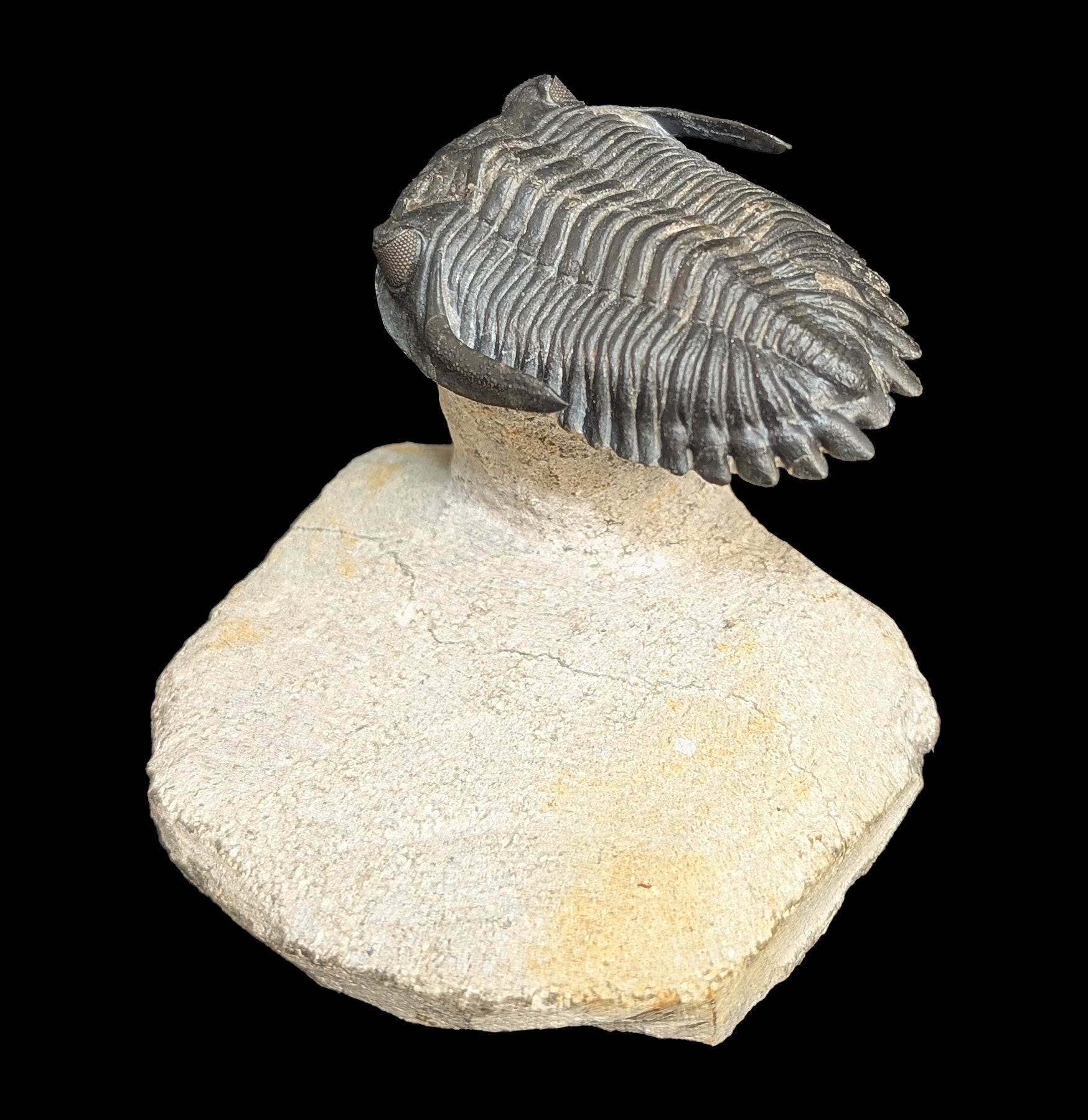 Authentic Trilobite Hollardops Fossil in Matrix - Rare Prehistoric Specimen for Collectors & Paleontology Enthusiasts - Perfect for Home Display, Educational Use & Gift Giving