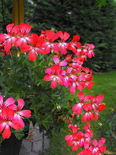 Premium 20x30 Inch Laminated Nutmeg Red Garden Flowers Poster - Vibrant Colors & HD Imagery for Home Decor, Living Room, Bedroom, Office Wall Art - Fits Standard Picture Frames