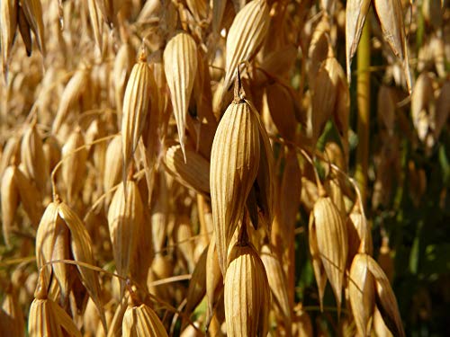 1 lb Whole Oat Seeds for Wildlife Food Plots - Cover Crop & Pasture Grazing - Perfect for Deer, Turkey & Game Bird Attraction in Hunting Areas & Farm Fields