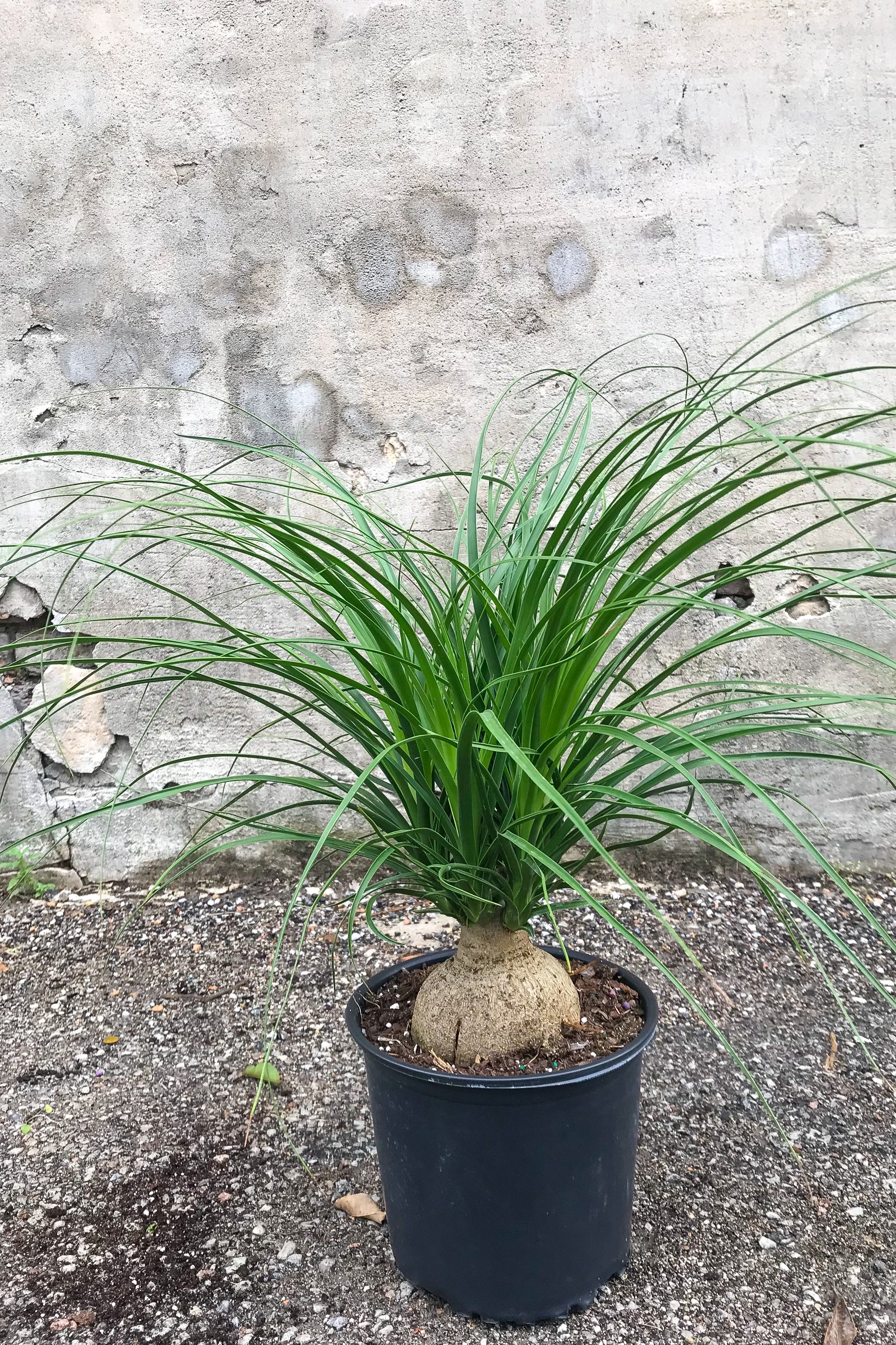 Beaucarnea Ponytail Palm 8