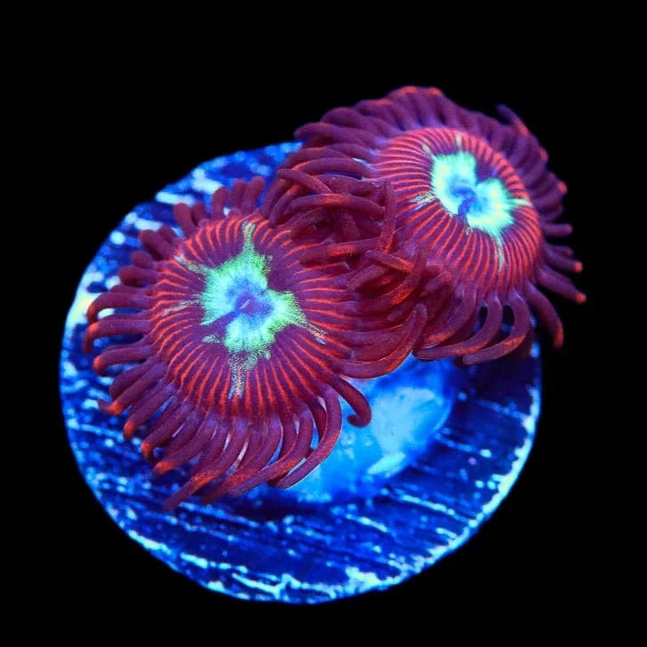 Frosted Phoenix Zoanthids Coral for Saltwater Aquariums - Vibrant Zoanthid Polyps for Reef Tanks & Marine Aquascaping