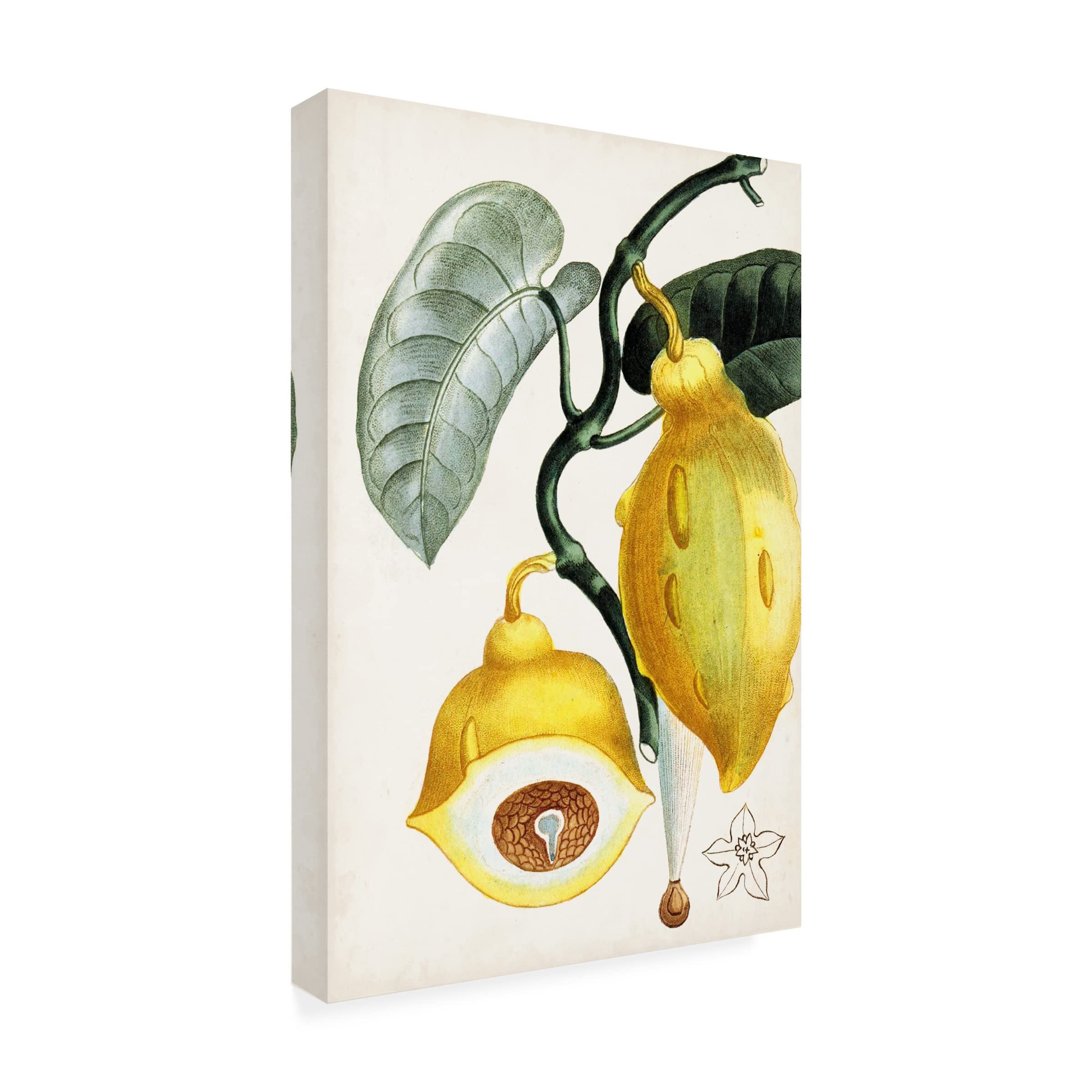 Trademark Fine Art 'Turpin Tropical Fruit IV' Canvas Wall Art Print - Vibrant Tropical Fruit Painting for Home & Office Decor, Kitchen & Dining Room Wall Decor