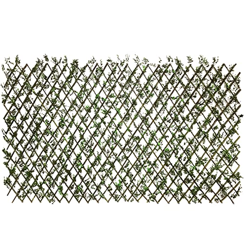 Single Side Buxus