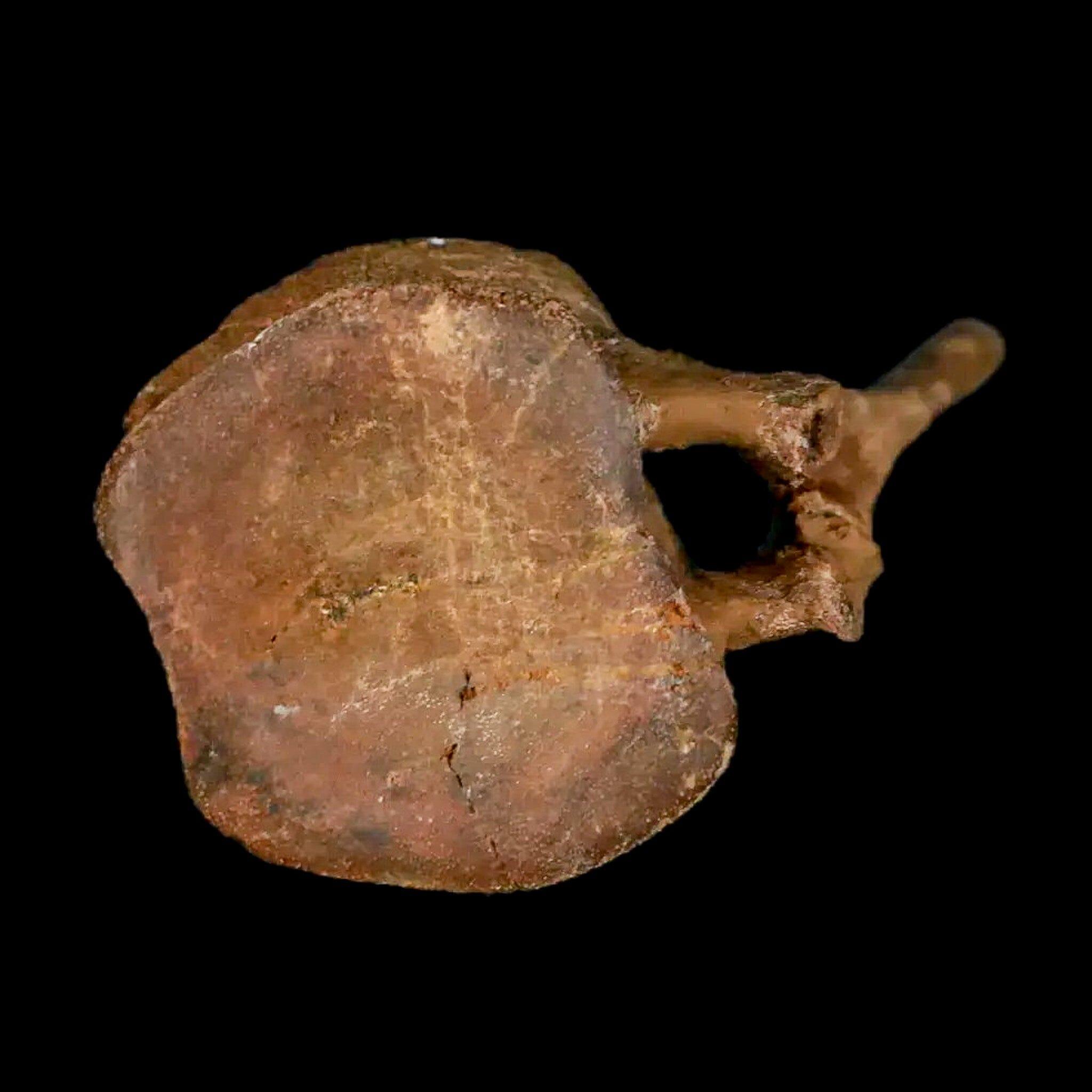 Authentic Brachylophosaurus Dinosaur Tail Vertebrae Fossil - Cretaceous Period Judith River Formation with COA - Perfect for Paleontology Collectors & Educational Displays
