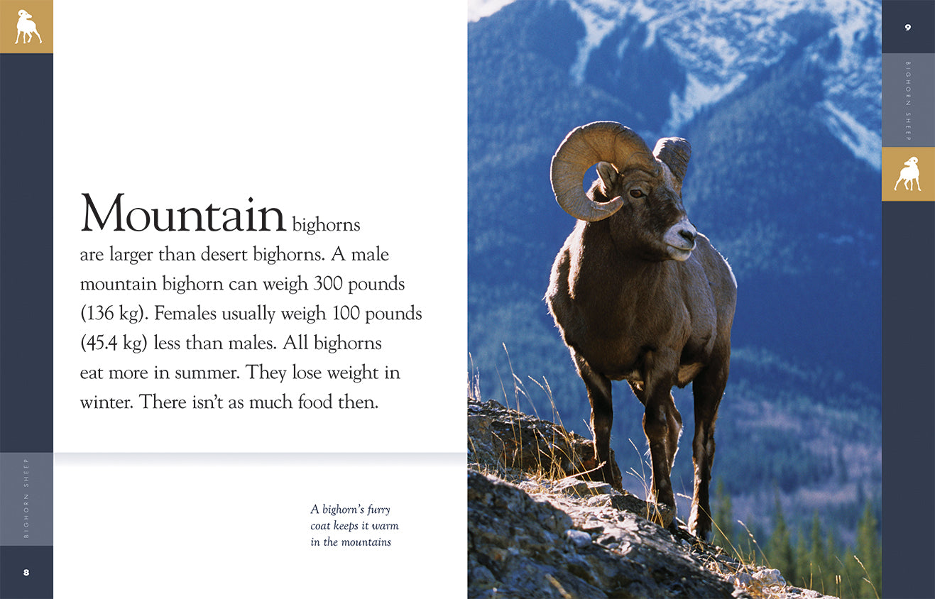 Amazing Animals (2014) - Bighorn Sheep Documentary | Wildlife Nature Film for Education & Entertainment
