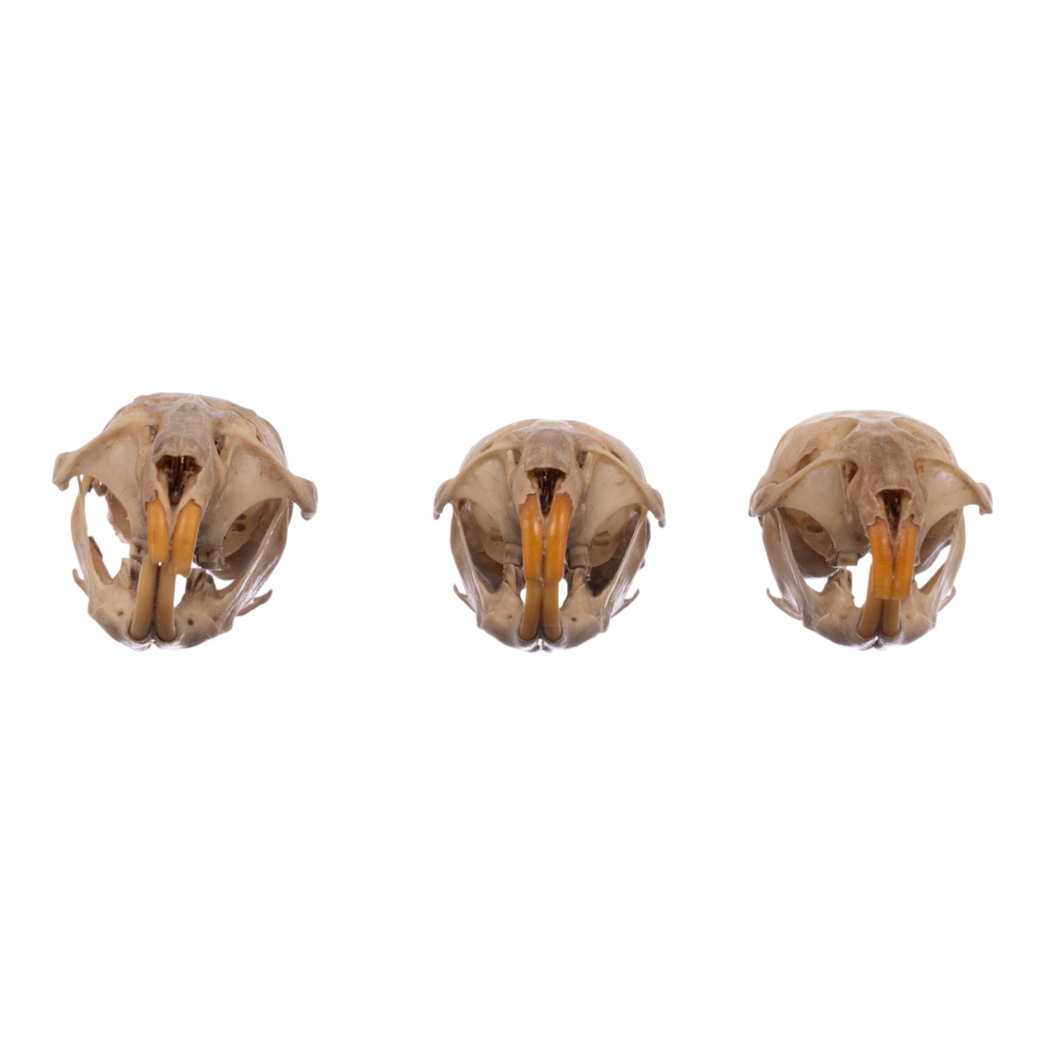 Authentic Real Meadow Vole Skull Specimen - Natural Science Collection, Taxidermy Display, Oddity Cabinet Decor - Perfect for Biology Study, Gothic Home Decor & Horror Themed Displays