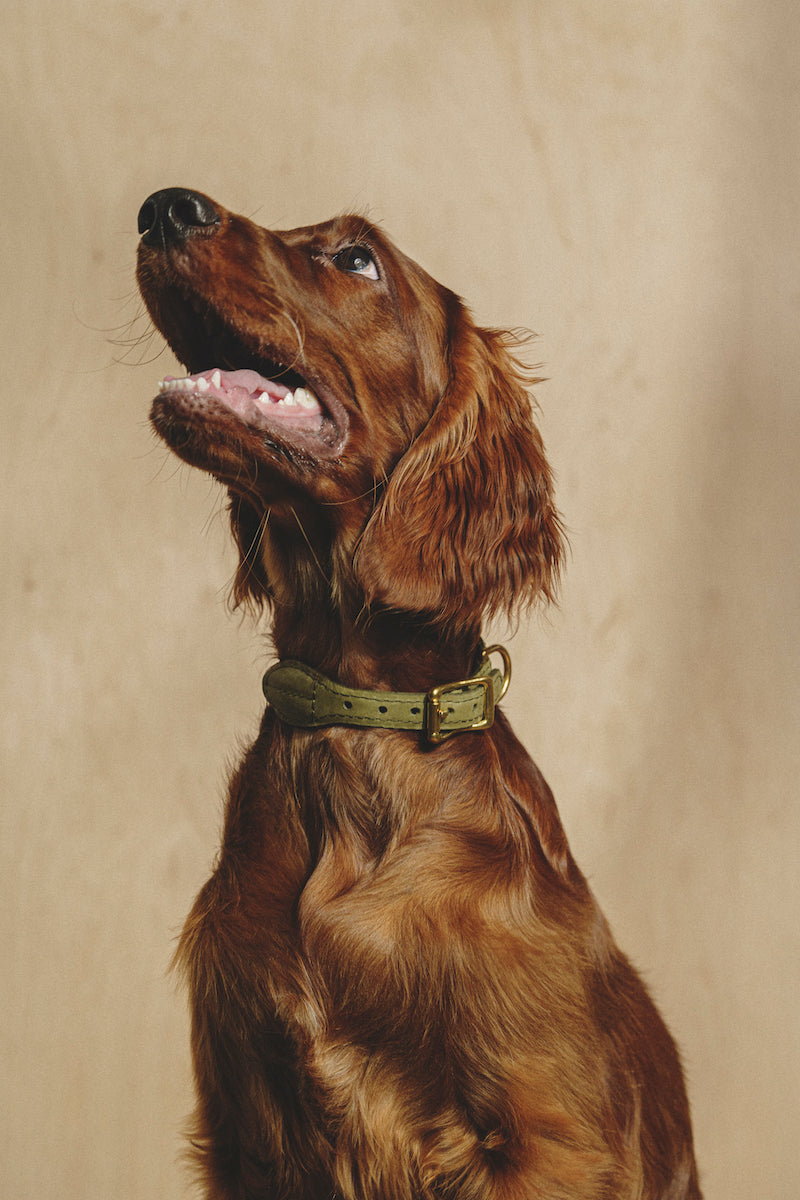 Premium Makarony Beige Rope Leash & Green Collar Set for Dogs – Durable, Stylish Walking Kit for Small & Medium Breeds – Perfect for Outdoor Adventures, Training & Daily Walks