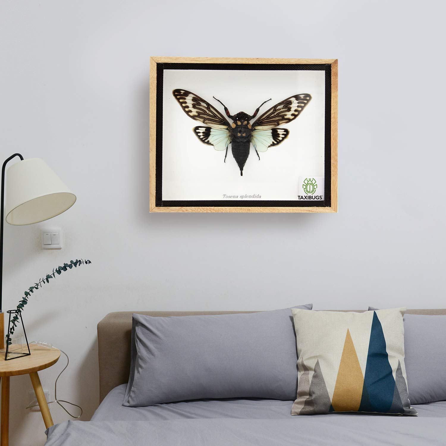 Real Exotic Cicada Taxidermy Framed in Wooden Box - Blue Winged Insect Display for Home Decor, Entomology Collection & Unique Gift Idea