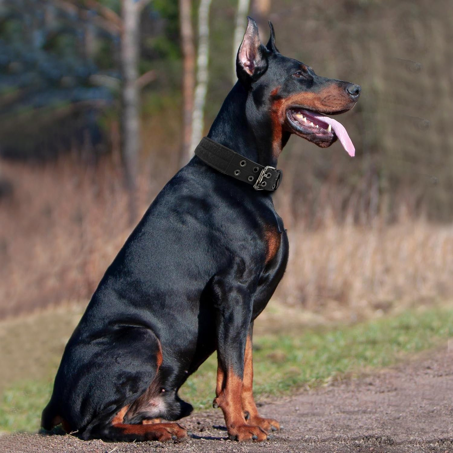 Bozenu Heavy Duty Tactical Dog Collar for Large & Medium Dogs - 1.5