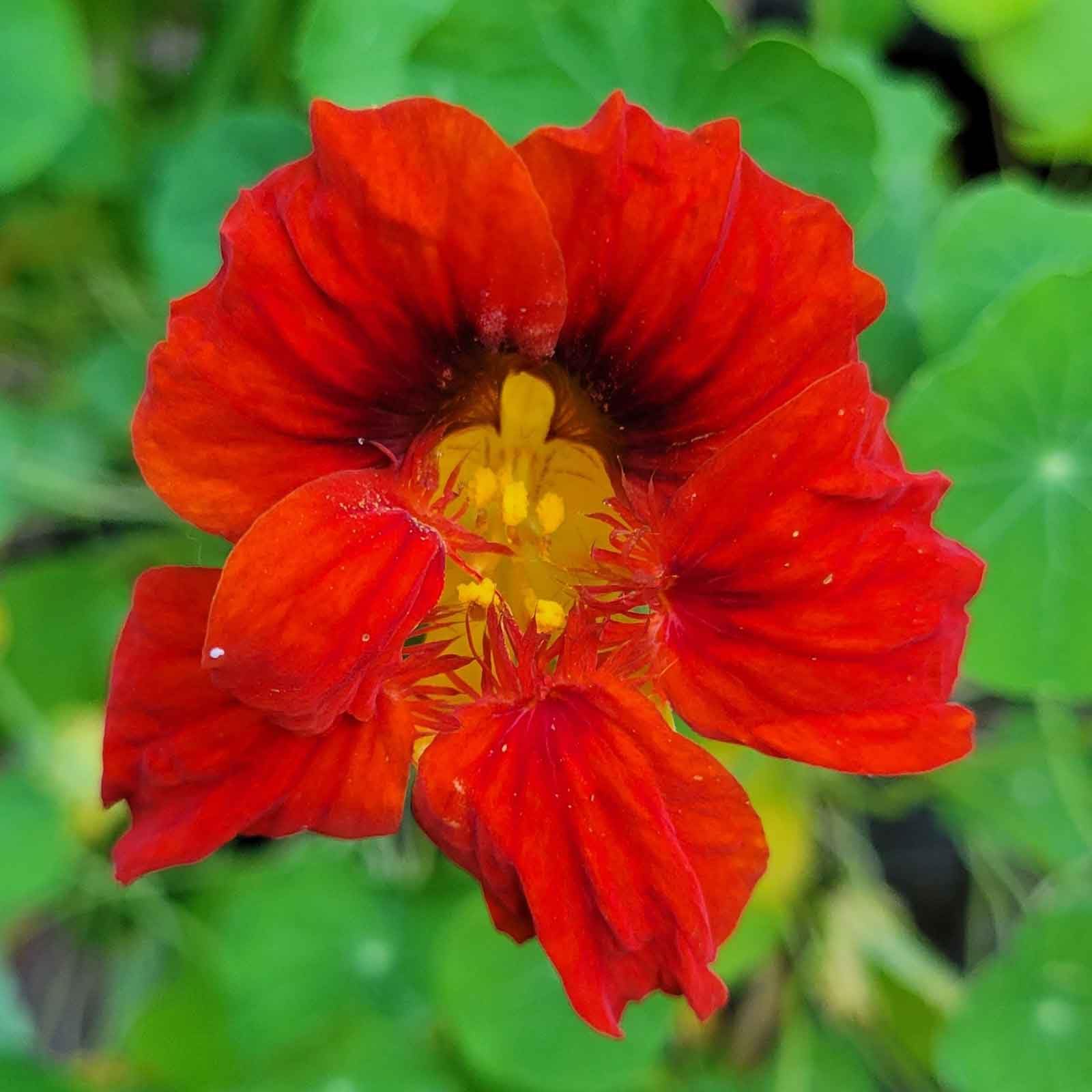 Eden Brothers Mahogany Gleam Nasturtium Seeds - Non-GMO Flower Seeds for Planting | Low-Maintenance, Fast-Growing, Spring Planting | Zones 1-10 | Perfect for Garden Borders, Containers & Edible Landscaping