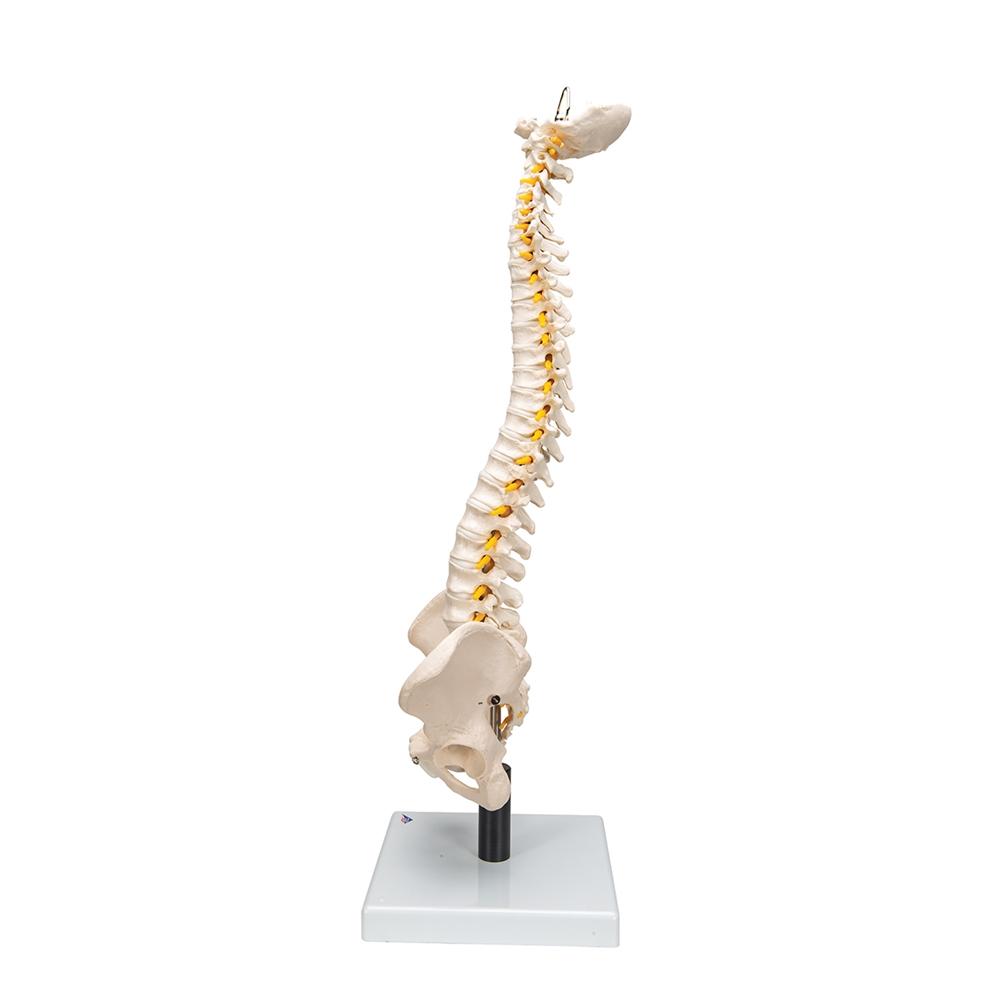 Flexible Spine Model with Soft Intervertebral Discs - Human Anatomy Educational Tool for Medical Students & Chiropractors