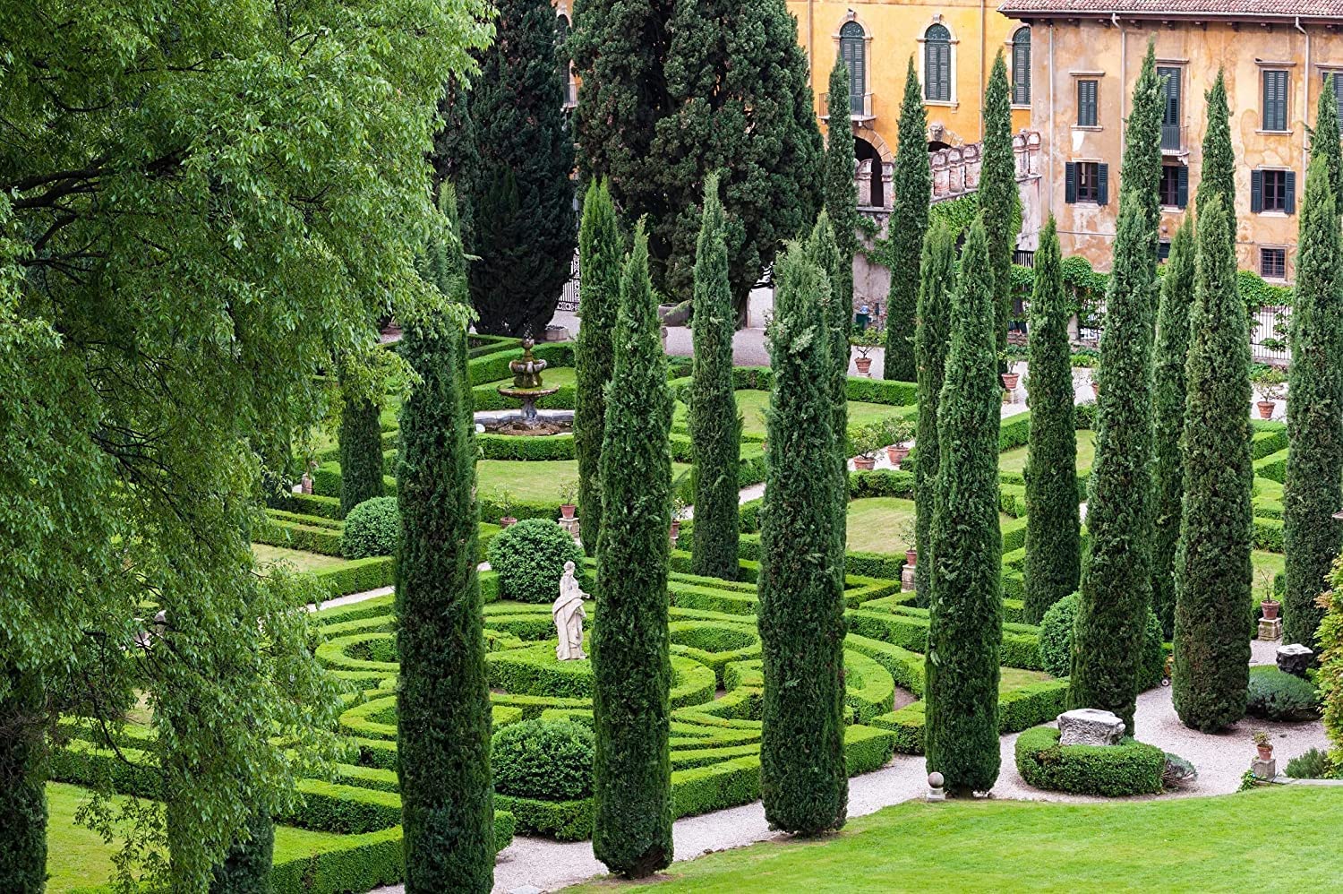 Italian Cypress Tree (Cupressus Sempervirens) - 10 Live 4 Inch Potted Plants for Mediterranean Landscaping, Privacy Hedges & Elegant Garden Decor