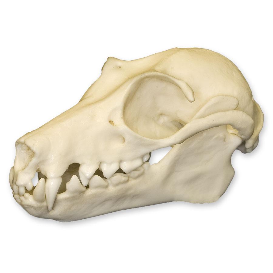 Authentic Replica Fruit Bat Skull - Realistic Animal Bone Specimen for Halloween Decor, Gothic Home Decor, Science Education & Taxidermy Display