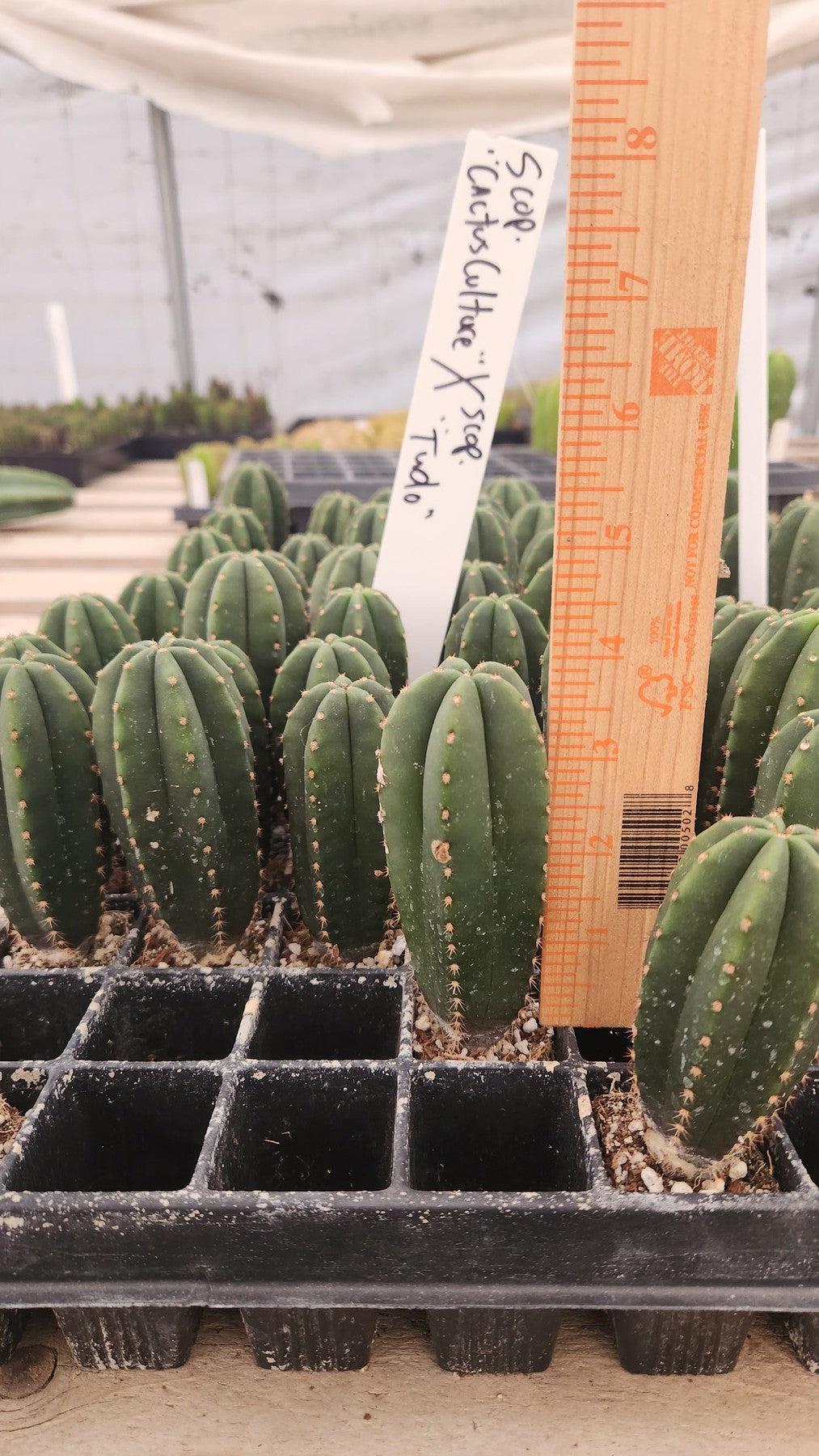EC115 EXACT Trichocereus Hybrid Scopulicola Cactus Culture X Scop Tudo Seedlings (3-4 inch) - Rare Succulent Plants for Home Decor, Garden & Cactus Collection
